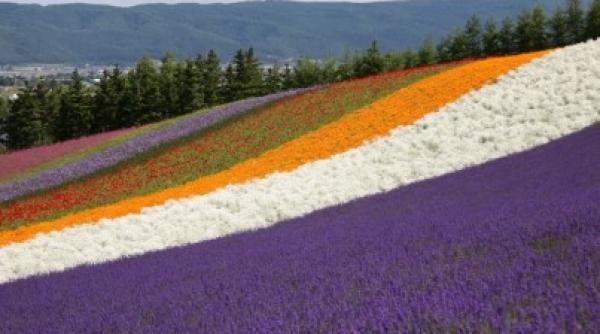 destina ia zilei hokkaido insula pe care supravie uie te una dintre popula iile stravechi ale lumii