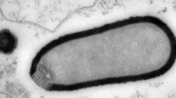 virus inactiv vreme de 30 000 de ani redesteptat in siberia este o reteta pentru dezastru
