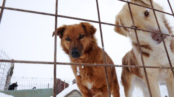 adoptie caini braila