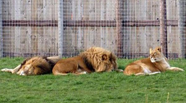 un leu salvat de la gradina zoologica din oradea ucis de alti lei intr un parc zoo din marea britanie