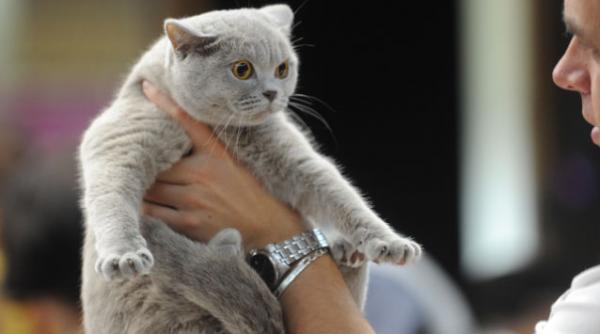 expozitia internationala felina de primavara se desfasoara sambata si duminica la bucuresti