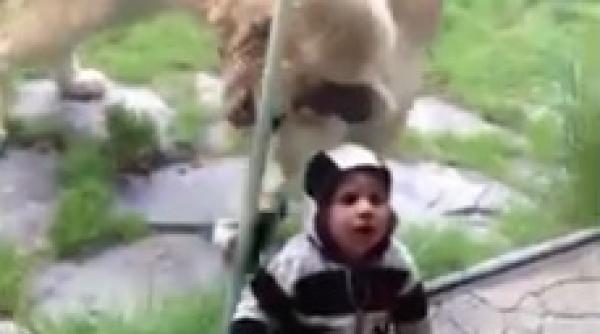 animale dragoste oameni bariere zoo