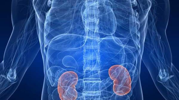 cu rinichii la control