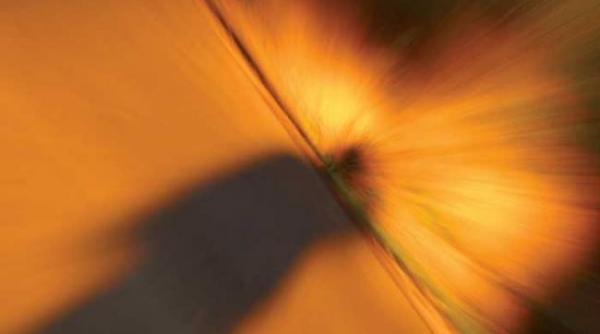 halucinatiile la panda