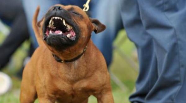 video un barbat atacat de un caine feroce