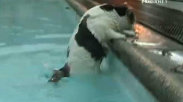 ce nebuni primul costum de scufundare pentru pisici doar 20 000 de dolari