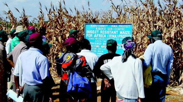 contaminarile cu organisme modificate genetic perturba comertul international