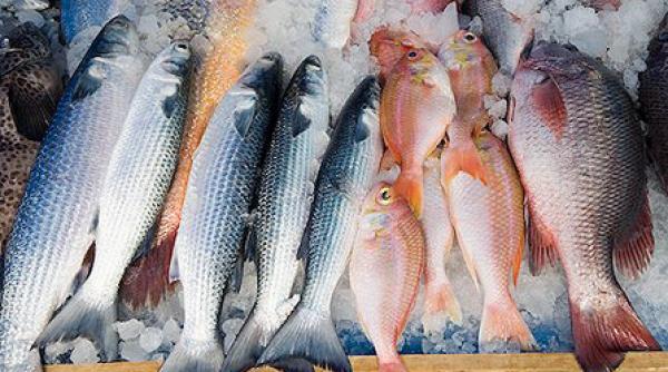 dieta cu pe te in ajutorul bolnavilor cronici a cancero ilor cardiacilor i obezilor