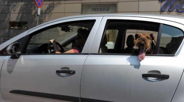 a inceput campania de inregistrare a cainilor cu stapan amenzi uriase pentru cei care evita inregistrarea lor