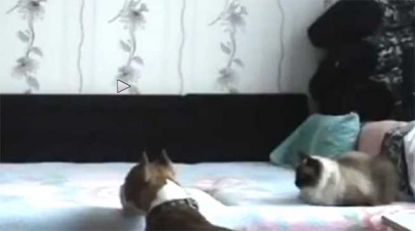 video un caine isi sfideaza stapanul care nu l lasa in pat