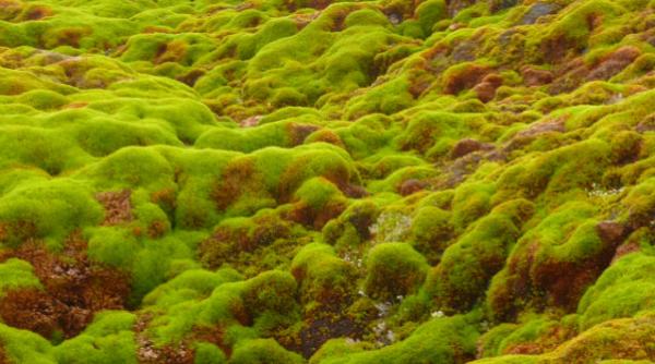 muschi din zona antarctica au revenit la viata dupa 1 500 de ani de hibernare sub gheata