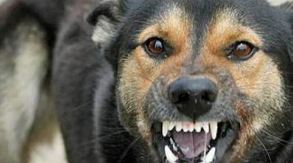 tragedie in galati fetita de trei ani ucisa de cainele unor vecini