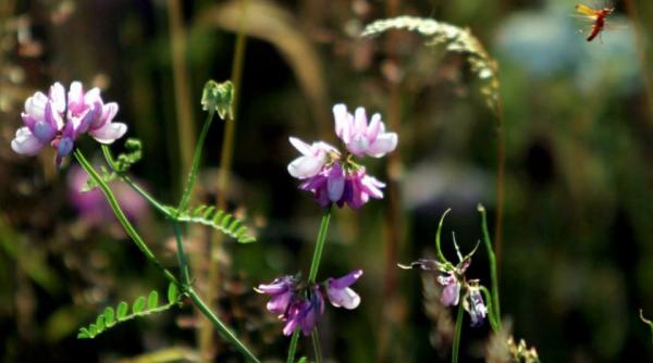 vreme deosebit de calda pana duminica cu 24 de grade celsius din 23 martie reapar ploile