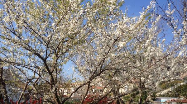 prognoza meteo cum va fi vremea in urmatoarele doua saptamani