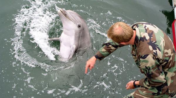 delfini lupta crimeea