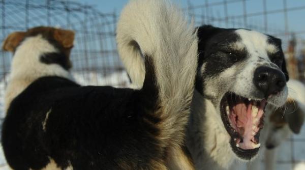 cainii vagabonzi din romania importati ilegal in belgia animalele pot suferi de turbare