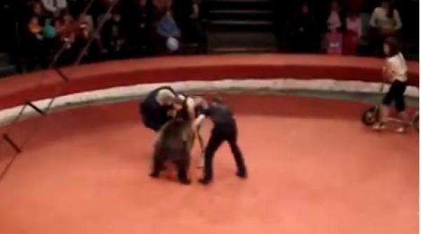 urs atac dresoare circ