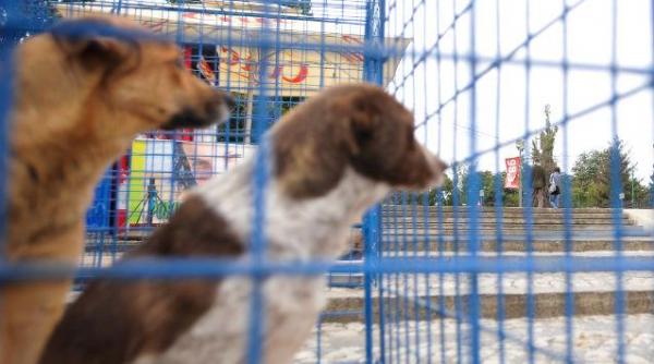 aspa anunta capturarea a trei caini din parcul ior unde a fost muscat un copil