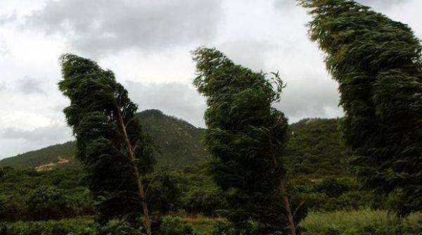 infotrafic evita i oprirea sau stationarea in dreptul copacilor de pe marginea drumurilor