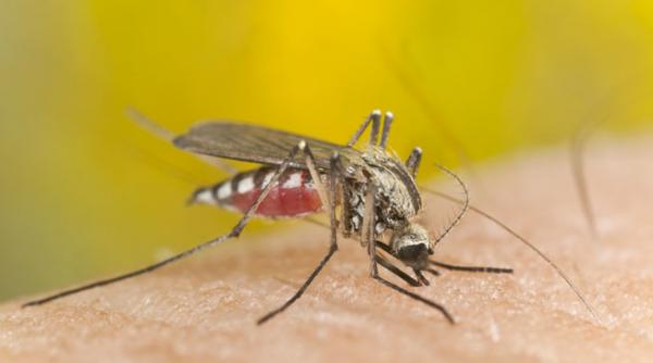 intepaturi si muscaturi ucigase