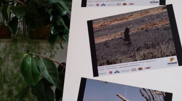 expozi ie i album foto cu pasarile din romania chiar de ziua lor
