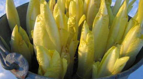 andivele i cura de slabire