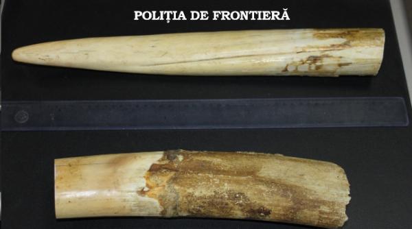 colti de elefant se gasesc la piata in republica moldova politistii de frontiera romani au confiscat fildes de trei kilograme