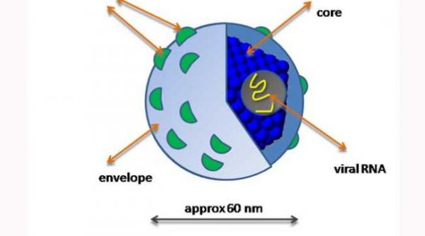 tratament miraculos virusul hepatitei c eliminat din organism in doar 12 saptamani