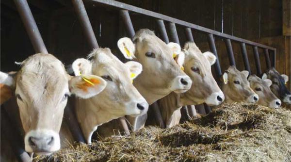 127 de milioane de euro pentru crescatorii de vacute