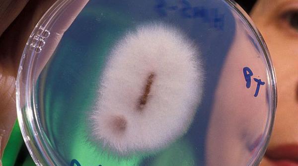 ciuperca banane pericol