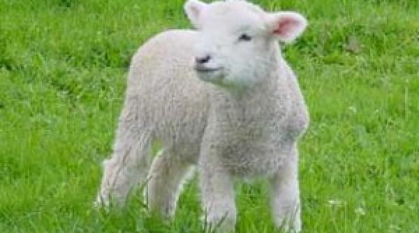 mare grija la masa de paste mieii prea slabi sunt periculosi pentru sanatatea noastra