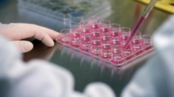 clonare in premiera a unor celule adulte pentru a ob ine celule stem embrionare