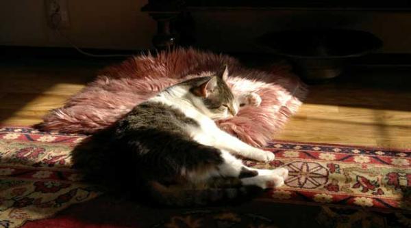 animalele sunt fiinte vii dotate cu sensibilitate oficial conform legii in franta