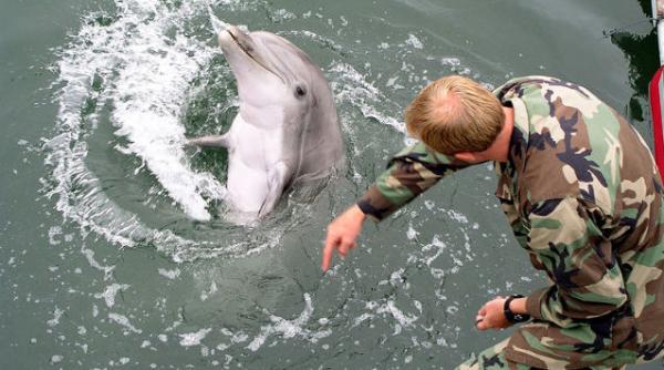 delfini militari sua rusia marea neagra