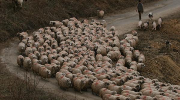 miorita merge la export in china