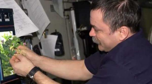 varza de orbita leguma extraterestra cultivata pe statia spatiala internationala video