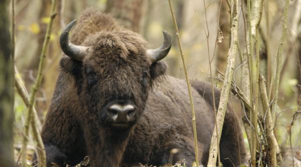 habitatul celui mai mare mamifer din europa declarat sit al patrimoniului mondial