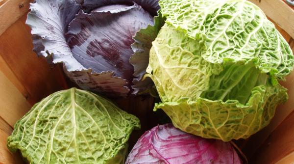 varza alimentul minune de ce este bine sa o mancam i cum o gatim 6 re ete delicioase