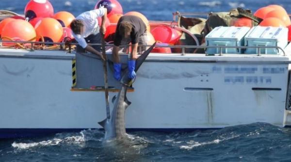 guvernul australian a declarat razboi rechinilor zeci de exemplare ucise de autoritati video