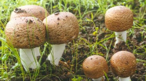 ciuperca lui dumnezeu aliat in lupta impotriva cancerului