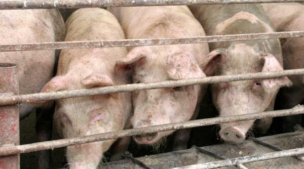 150 de milioane de euro pentru modernizarea fermelor