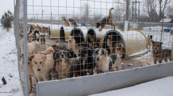 braila proiect al unor asociatii pentru ridicarea standardului de viata din adaposturile de caini ale primariei