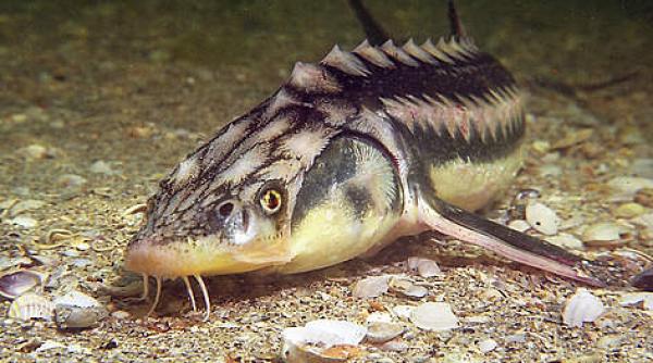 braconaj la specii protejate cantitate impresionanta de peste confiscata de politisti patru tone de sturion