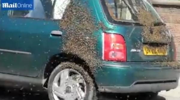 panica in londra mii de albine au luat cu asalt in miezul zilei centrul capitalei britanice abia mai puteai sa vezi cerul video