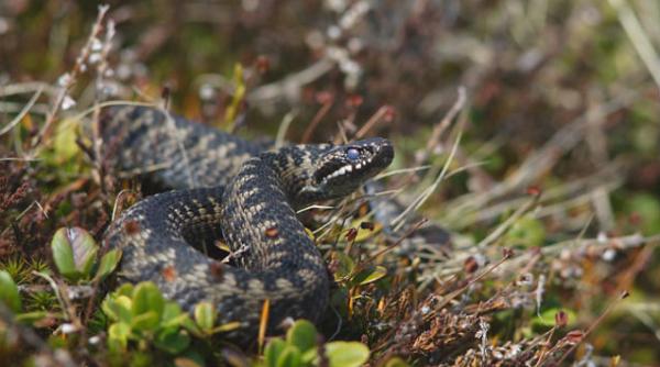al doilea caz de muscatura de vipera in acest an in judetul covasna