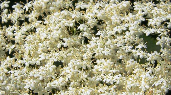 diete de sezon cura de slabire cu floare de soc