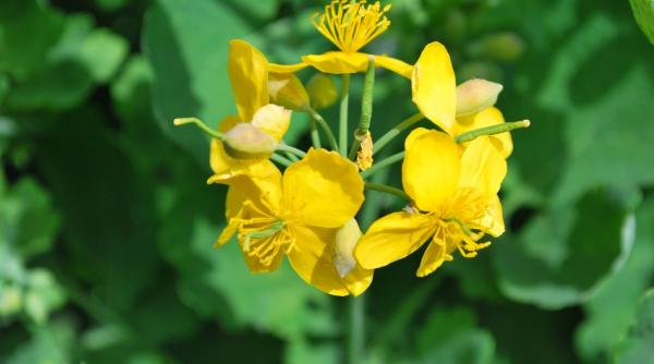 remedii de sezon rostopasca o planta de ajutor ficatului