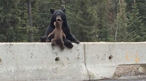 unde crezi ca te duci o ursoaica isi salveaza puiul de pe autostrada video