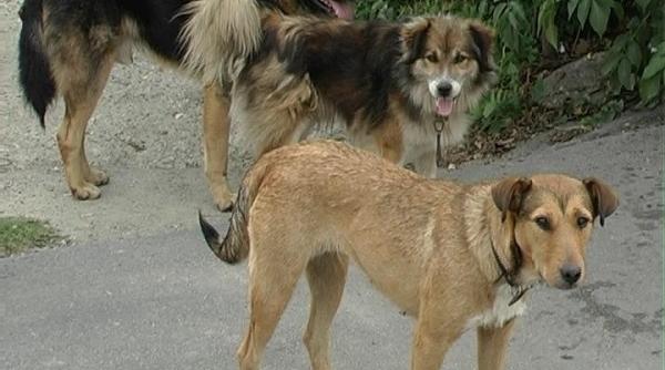 mangalia primarie caini vagabonzi stragere litoral