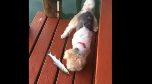 amuzant un catel intalneste pentru prima oara un peste video